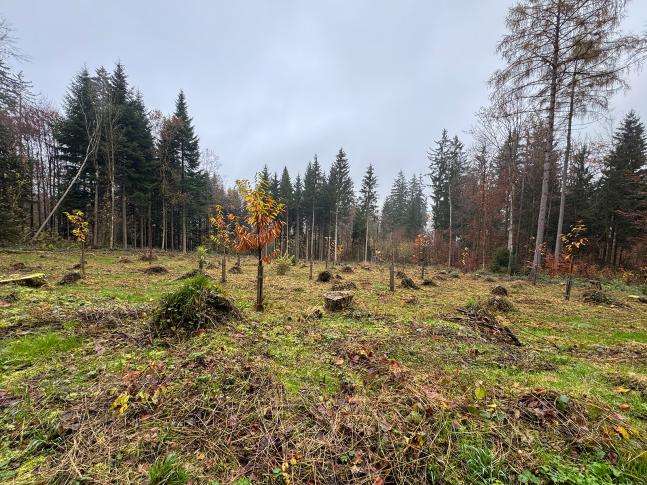 Der Kastanienhain im Wald auf dem Hönggerberg