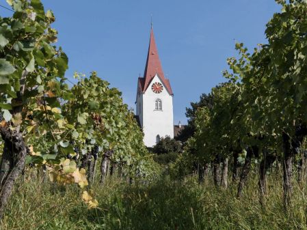 Städtischer Rebberg Höngg